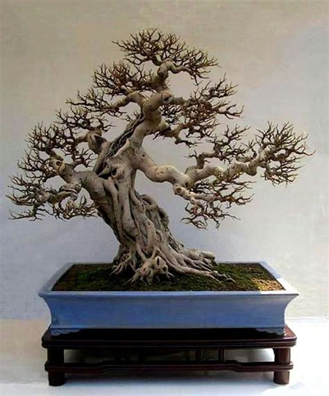 Bonsai Bonsai Art Bonsai Tree Japanese Bonsai