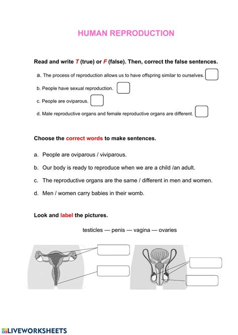 7bb Male And Female Reproductive Systems Worksheet Teaching Resources