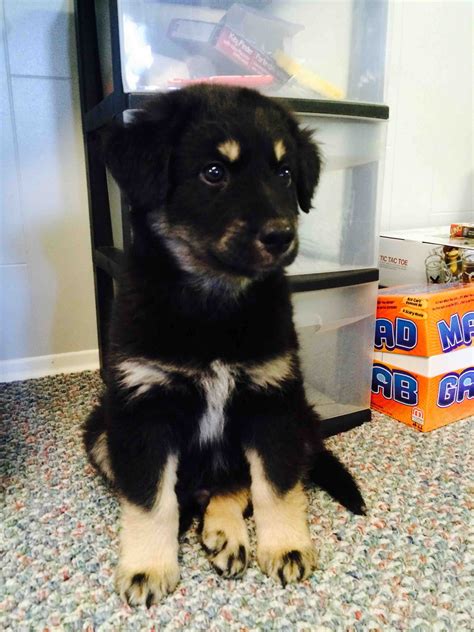 The border collie mixed with german shepherd might be prone to the following: Hello reddit, meet Bear | German shepherd puppies ...