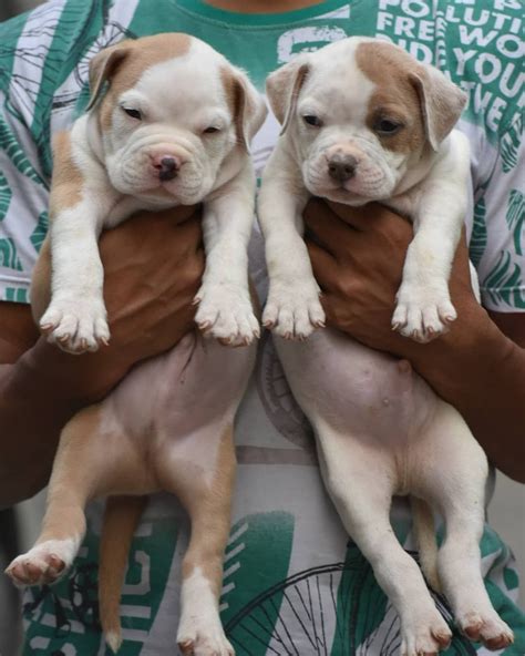 Click the small x to the right of a group's name and shelter # to report an error. Buy Pitbull Puppy In Delhi pug puppies price. cat grooming ...