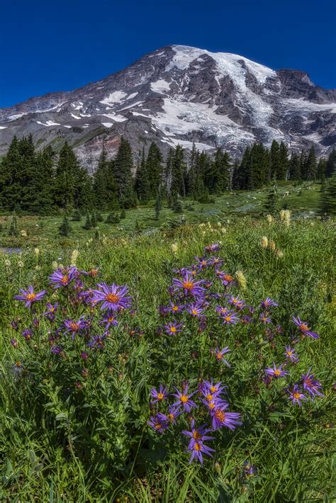 Wildflowers At Paradise Mt Rainier National Park Flickr