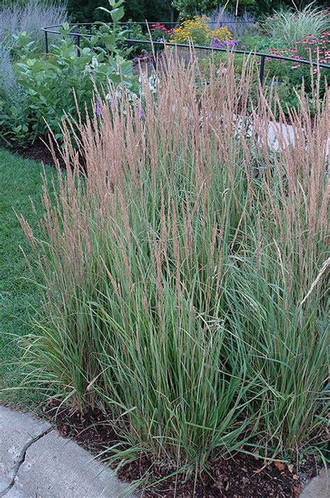 Overdam Feather Reed Grass Calamagrostis X Acutiflora Overdam In