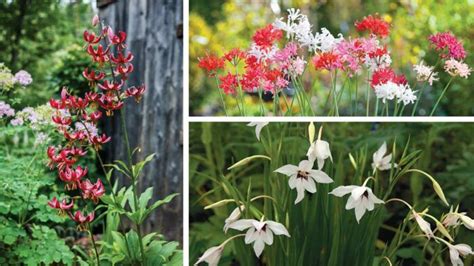 8 Summer Bulbs That Every Garden Needs Finegardening