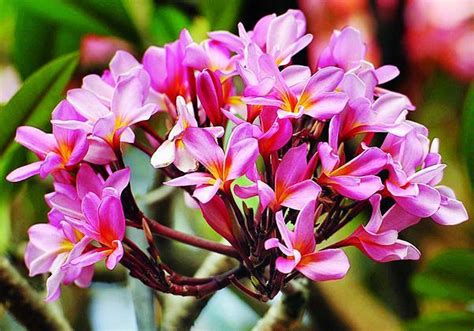 37 Gambar Bunga Kamboja Terbagus Paling Dicari Informasi Seputar