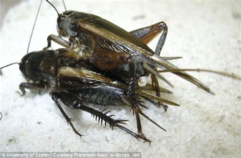Sleeping Around Doesnt Pay Off Researchers Find Promiscuous Crickets