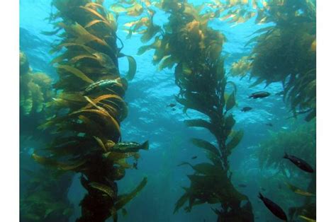 Marine Ecologists Study The Effects Of Giant Kelp On Groups Of