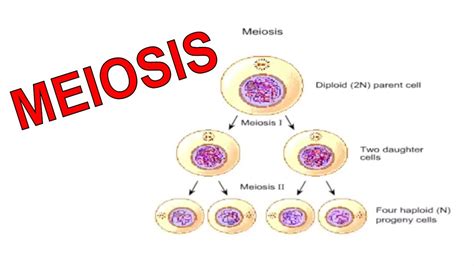 👍 Two Divisions Of Meiosis Learn About The Stages Of Meiosis 2019 01 31