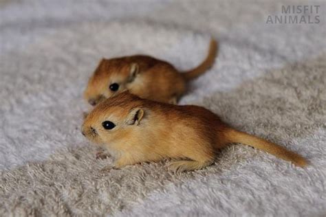 Baby Gerbil What Theyre Called And Care Guide