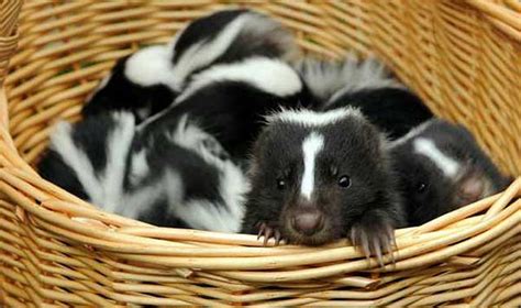 Your Morning Adorable Baby Skunks Make Their Debut At German Zoo La