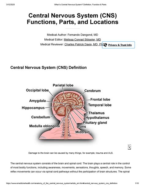 What Is Central Nervous System Definition Function And Parts Warning