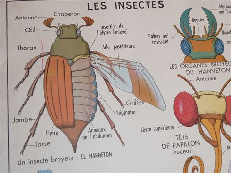 Ecole Fmr Affiches Scolaires Ancienne Carte Affiche Scolaire Les Insectes Les Invertbres