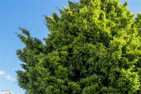 How To Grow And Care For Podocarpus Trees