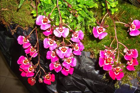 This is the official facebook page for the american. AMERICAN ORCHID SOCIETY GARDENS & MAS