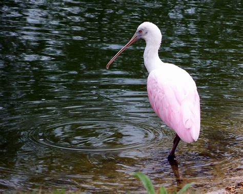 Ray Nash Images Birds Of Mexico