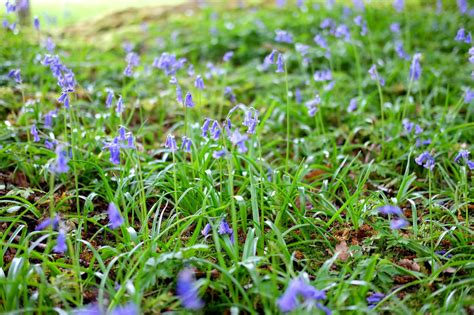 Hyacinthoides Non Scripta Plants English Bluebells Woodland Plants