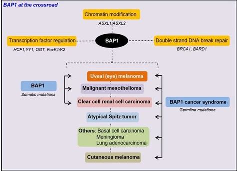 Cancers Free Full Text Mutational Landscape Of The Bap1 Locus