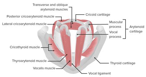 Arytenoid Cartilage Muscular Process