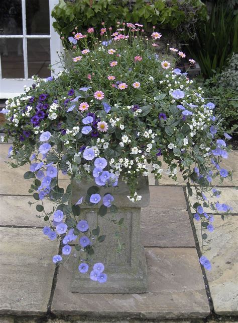 Can Anyone Identify The Blue Trailing Flower Garden Containers