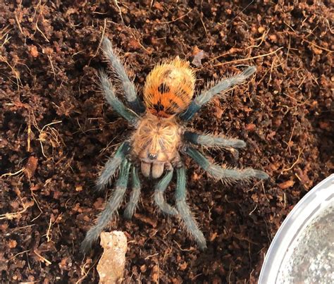 just a pic of my gbb that arrived yesterday unsexed but from ventral sexing i d say it s male