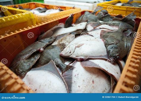 Fresh Flounder Fish In Shipping Container Stock Photo Image Of Iced