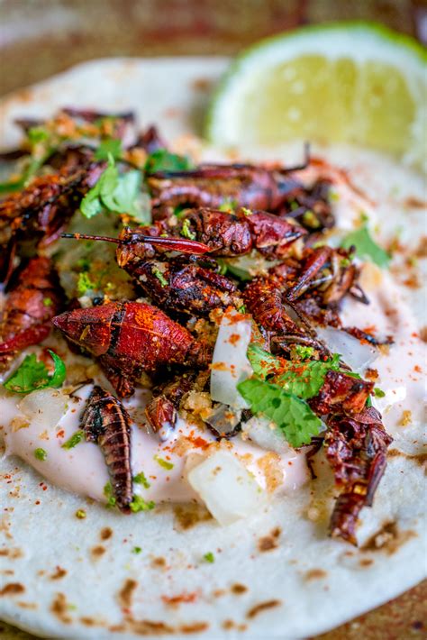 What do crickets eat in the wild. Crispy Cricket Tacos - 12 Tomatoes