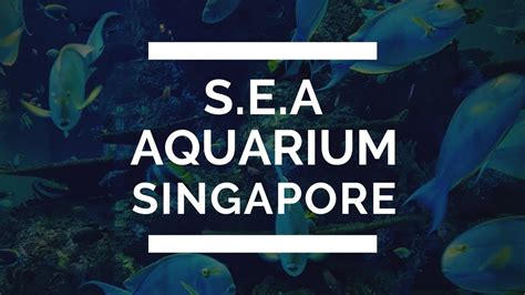 Sea Aquarium Singapore Resorts World Sentosa Youtube