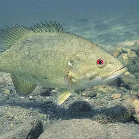 Guide To Smallmouth Bass Micropterus Dolomieu Pond Informer