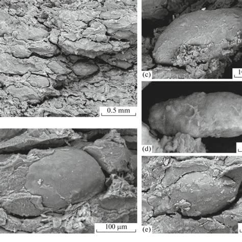 Sedimentary Sequence Of The Cretaceouspaleogene Boundary In The Okhli