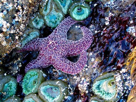 Wild Side Ochre Sea Star Coastal Life