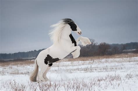 10 Most Beautiful Horse Breeds 10 Most Today