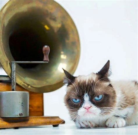 Pin On Memories Of Grumpy Cat You Will Be Missed By Many
