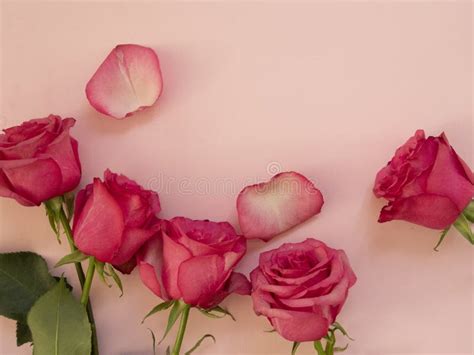 Pink Rose Flower With Raindrops On Background Pink Roses Flowers Nature Stock Photo Image Of