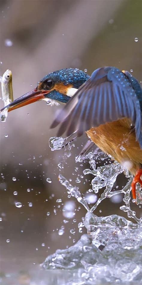 1080x2160 Kingfisher Bird Fishing Water Splashes