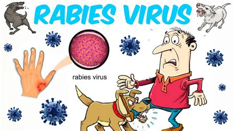 Rabies Virus Youtube
