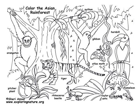 Rainforest Coloring Pages Printable Coloring Pages