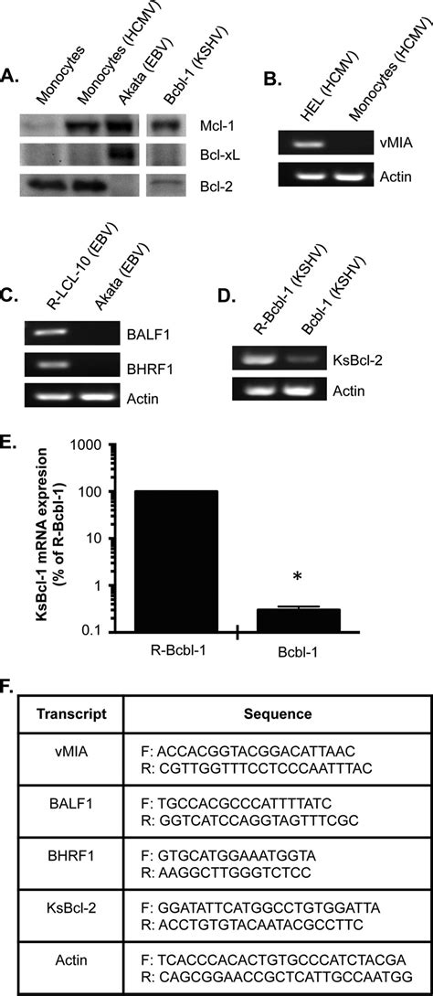 Antiapoptotic Bcl Protein Expression Levels Do Not Correspond With