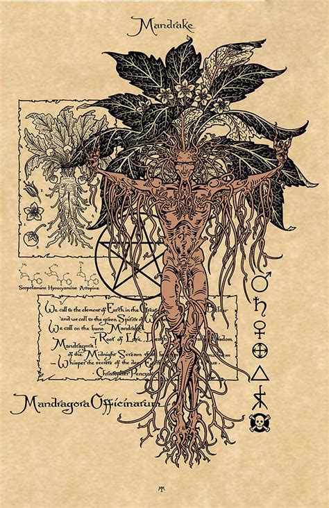 Mandrake Magical Botanical Print Signed Maxine Miller Studios