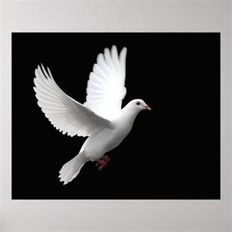 White Peace Dove In Flight Poster Zazzle