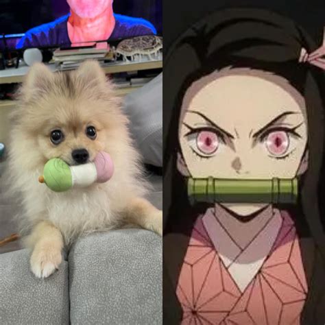 My Dog Trying To Cosplay Nezuko Rdemonslayeranime