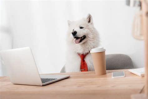 12 Adorable Pictures Of Dogs Dressed For Work Readers Digest