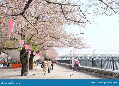 Sakura Bloomimg At Sumida River Tokyo Editorial Stock Image Image Of