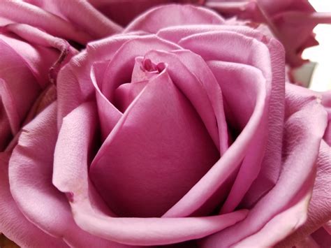 The metaphor was employed by english poets from christopher marlowe on. Rose Color Meanings for Every Color Rose | Reader's Digest