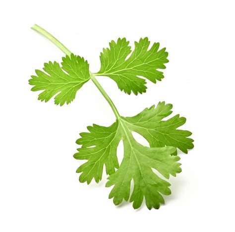 Premium Photo Green Leaves Of Coriander Isolated On White Surface