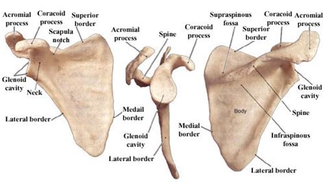 Scapula And Clavicle