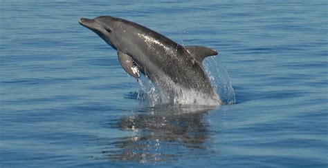 Bottlenose Dolphin State Water Mammal State Symbols Usa