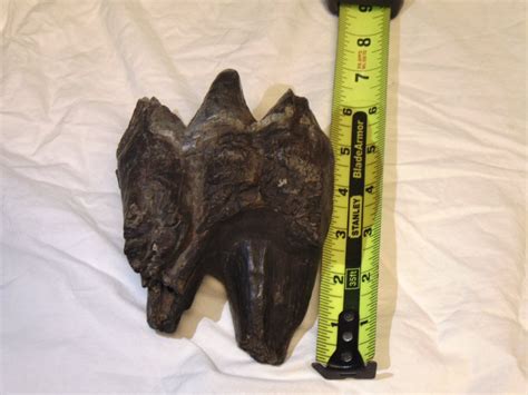 Mastodon Fossil Tooth Found In River By Missouri 18 Year Old Fox 2