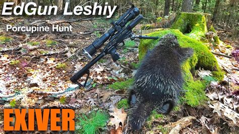Edgun Leshiy Porcupine Hunt Youtube