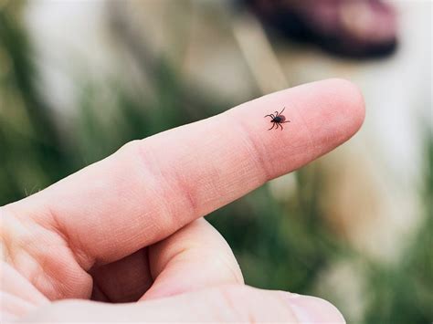 How To Spot A Tick Bite And What To Do If You Develop A Tick Borne
