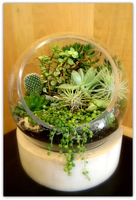 Here's what you will need i did make a small hole in the bottom of some of the thicker pieces just so they would bake more quickly and i wouldn't use up too much clay. The Rico Suave: Keeping it simple wit cactus, tillandsias ...