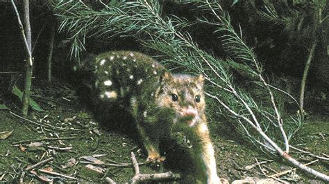 Have You Spotted A Spotted Tailed Quoll Mudgee Guardian Mudgee Nsw